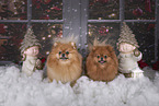 2 Pomeranian