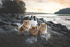 4 dogs