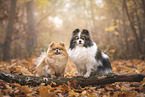 2 dogs