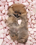 Pomeranian Puppy