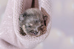 Pomeranian Puppy