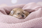 Pomeranian Puppy