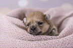 Pomeranian Puppy