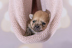 Pomeranian Puppy