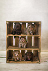 Pomeranian Puppies