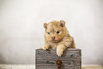 Pomeranian Puppy