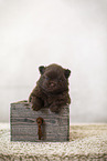 Pomeranian Puppy