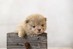 Pomeranian Puppy