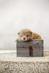 Pomeranian Puppy