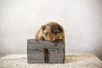 Pomeranian Puppy