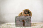 Pomeranian Puppy