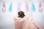 Pomeranian Baby
