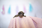 Pomeranian Baby