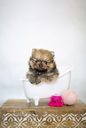 Pomeranian Baby