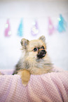 young Pomeranian