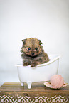 Pomeranian Baby