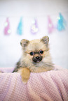 young Pomeranian