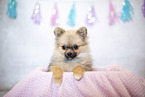 young Pomeranian