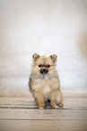 young Pomeranian