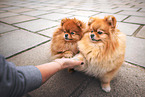 2 Pomeranians