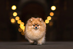 female Pomeranian