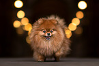 female Pomeranian