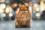 female Pomeranian