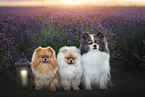 dogs