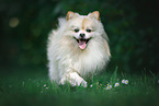 male Pomeranian
