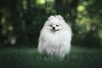 male Pomeranian