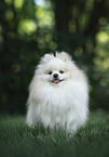 male Pomeranian