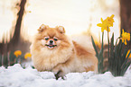 female Pomeranian