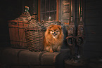 female Pomeranian