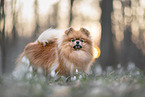 female Pomeranian
