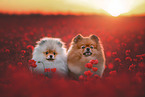 2 Pomeranians