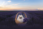 female Pomeranian