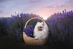 female Pomeranian