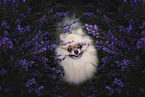 female Pomeranian