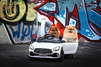 2 Pomeranians