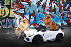 2 Pomeranians