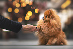 female Pomeranian