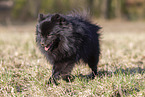 black Pomeranian