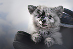 Pomeranian Puppy