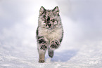 Pomeranian Puppy