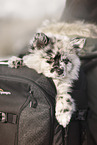 Pomeranian Puppy