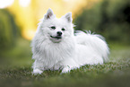 German Standard Spitz