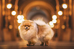 Pomeranian