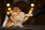 Pomeranian