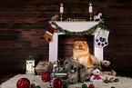 Pomeranian
