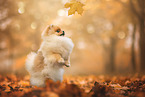 young Pomeranian